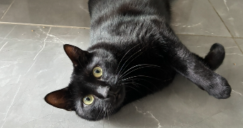 jeanne pet sitter à La Tronche 38700_3