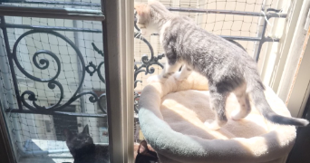 pamela pet sitter à ORLEANS 45000_3