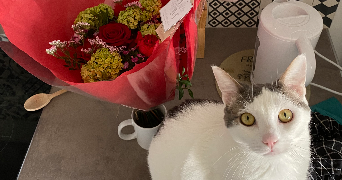 lou pet sitter à TOULOUSE 31100_4