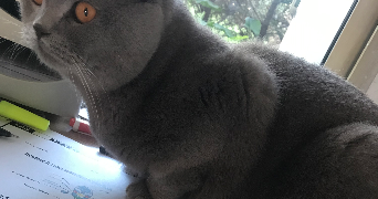 morgane pet sitter à ANTIBES 06600_2
