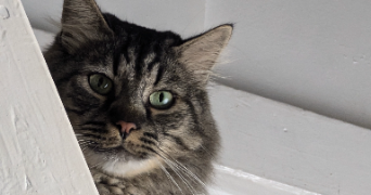merete pet sitter à PARIS 14 75014_3