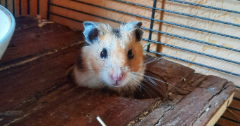 pauline pet sitter à Fitilieu 38490_9