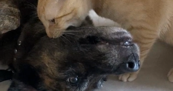 cindy dog sitter à ISSY LES MOULINEAUX 92130_0