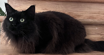 célia pet sitter à LABASTIDE ST SERNIN 31620_8