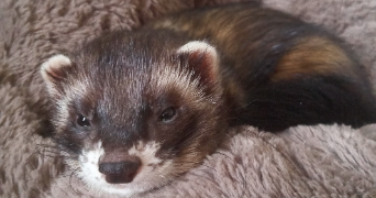 daphné pet sitter à QUIMPER 29000_1