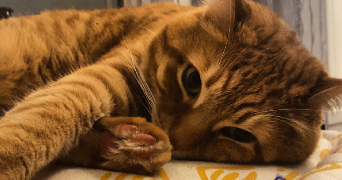louise pet sitter à LOPERHET 29470_3
