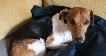 marie pet sitter à VANNES 56000_6