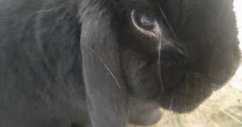 tiffany pet sitter à ANGLEFORT 01350_2