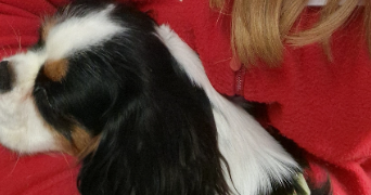 ambre pet sitter à ST PRIEST 69800_4