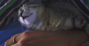 césaria pet sitter à DINARD 35800_1
