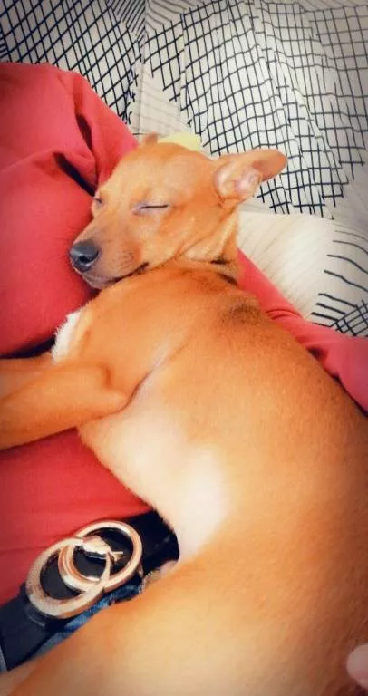 Linda pet sitter à Arras 62000
