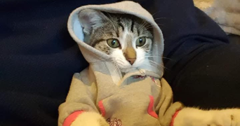 guillaume pet sitter à NEUVILLE SOUS MONTREUIL 62170_2