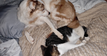 alexandra pet sitter à ST LAURENT DU VAR 06700_1