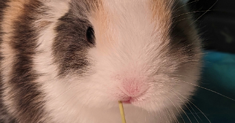 julia pet sitter à GRANE 26400_3