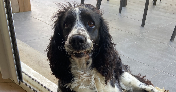 jaudeau pet sitter à ARDILLIERES 17290_3