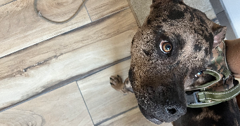 marie pet sitter à LIMAY 78520_1