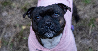 laura pet sitter à ORGON 13660_3