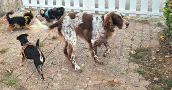 isabelle pet sitter à AIGUILLON 47190_9