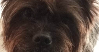 gisele dog sitter à GENTE 16130_0