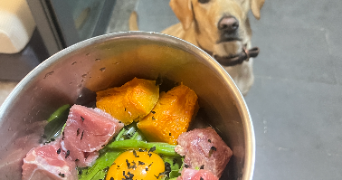 peiyi pet sitter à CHAMBERY 73000_0
