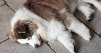 molly pet sitter à TOUTAINVILLE 27500_2