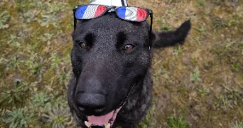 charlely pet sitter à TARBES 65000