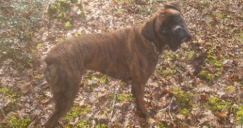 margaux pet sitter à ARSAC 33460_5