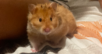 josiany  pet sitter à TOULOUSE 31400_5