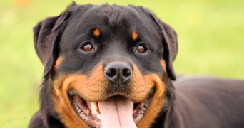 enza pet sitter à ST GERMAIN LES BELLES 87380_2