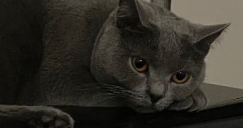 dounia pet sitter à VENISSIEUX 69200_1