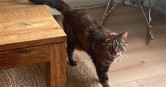 eva pet sitter à Paris 75017_7