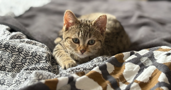 isabelle pet sitter à ST ANDRE LEZ LILLE 59350_3