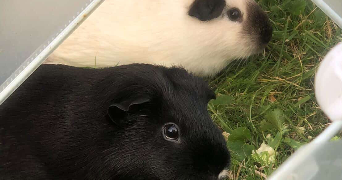 naïs pet sitter à LAGARDELLE SUR LEZE 31870_1