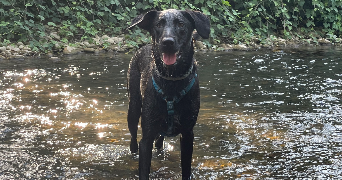 thomas dog sitter à ROMANS SUR ISERE 26100_2