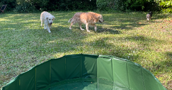 marion pet sitter à DEAUVILLE 14800_5