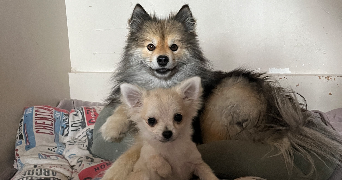séverine pet sitter à PONCHON 60430_1