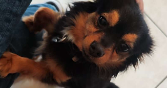 lou-ann pet sitter à Villeurbanne 69100_6