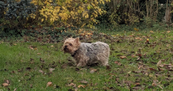 alicia et patricia pet sitter à TRILPORT 77470_2