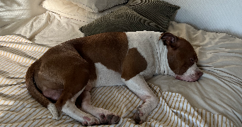 clemence pet sitter à ST MAUR DES FOSSES 94100_5