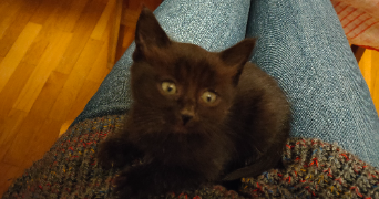 elisabetta pet sitter à Villeurbanne 69100_6