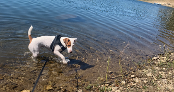 lilou pet sitter à THOUARS 79100_2