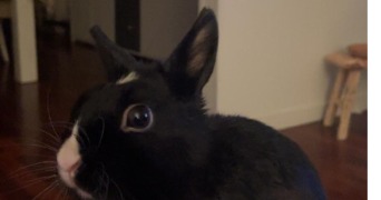 elisa pet sitter à CHAMPIGNY SUR MARNE 94500_0