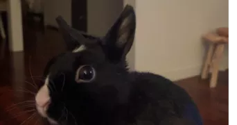 elisa pet sitter à CHAMPIGNY SUR MARNE 94500