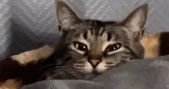 jihane cat sitter à PLAISIR 78370