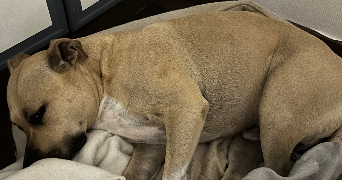 elisa pet sitter à MONTIGNY LES METZ 57950_4