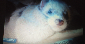 aurelie pet sitter à VILLELONGUE DE LA SALANQUE 66410_5