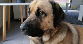 emilie pet sitter à TROYES 10000_3