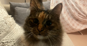 camille pet sitter à BLANQUEFORT 33290_9