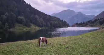 elodie pet sitter à BARAQUEVILLE 12160