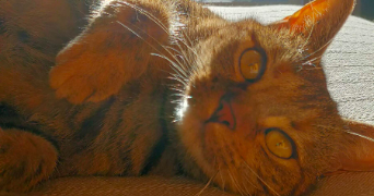 lexane pet sitter à VILLEURBANNE 69100_1